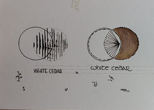 Shanghai Stationary Ink - White Cedar - 50ml